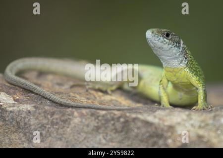 Eine weibliche Smaragdeidechse, die sich auf einem Sten sonnt Stockfoto