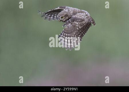 Eine kleine Eule, die in der Seitenansicht fliegt Stockfoto