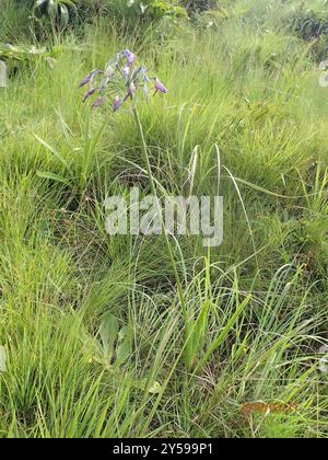 Bell Agapanthus (Agapanthus campanulatus) Plantae Stockfoto