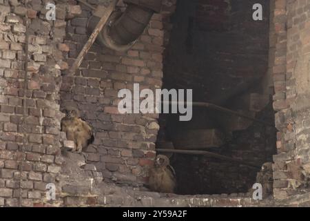 Drei junge Uhu im Malakow-Turm bei der Zeche Ewald Stockfoto