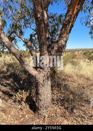 Desert Bloodwood (Corymbia terminalis) Plantae Stockfoto