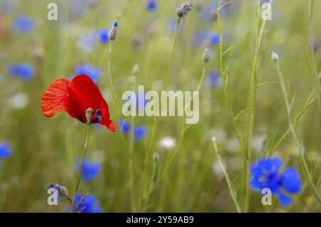 Blühende Wiesen und Felder mit Mohn und Kornblumen Stockfoto