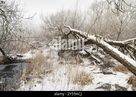 Schneebedeckter gefallener Baum in gefrorenen gemischten Sumpf- und Waldgebieten in den Scottish Borders, Großbritannien Stockfoto