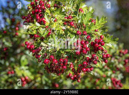 Reife Weißdornbeeren mit verschwommenem Hintergrund Stockfoto