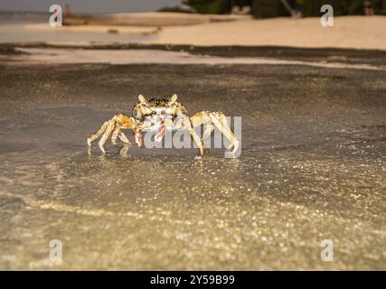 Schnelle Felskrabbe, Helengeli Island, Malediven, Asien Stockfoto