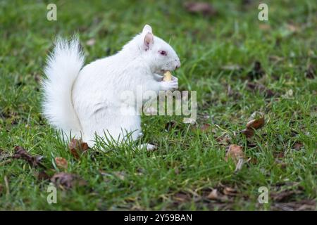 Albino Grey Eichhörnchen Stockfoto