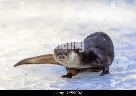 Otter (Lutra lutra) im Schnee im Tiergehege im Nationalpark Bayerischer Wald in Bayern, Deutschland, Europa Stockfoto