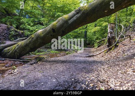 Wandern in der Drachenschlucht Thüringen Eisenach Stockfoto