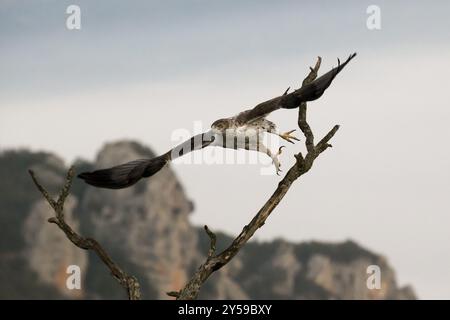 Der Adler eines Bonellis fliegt von einem toten Ast Stockfoto