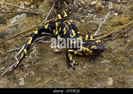 Eine portugiesische Feuersalamander-Unterart mit roter Farbe in der Seitenansicht Stockfoto