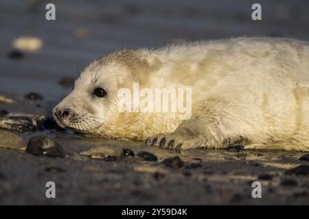 Graues Robbenbaby am Wasserrand auf Helgoland Stockfoto