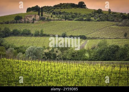 Weinberg in der Nähe von Montalcino, Toskana, Italien, Europa Stockfoto