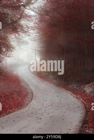 Herbstwald mit roten Blättern, durchzogen von einer Landstraße, umhüllt von dichtem Nebel, in Füssen, Deutschland, Europa Stockfoto