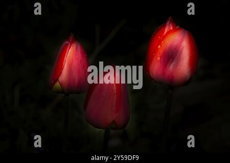 Drei intensive rote Tulpenblüten vor dunklem Hintergrund Stockfoto