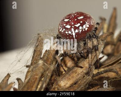 Rote Kreuzspinne mit vier Punkten Stockfoto