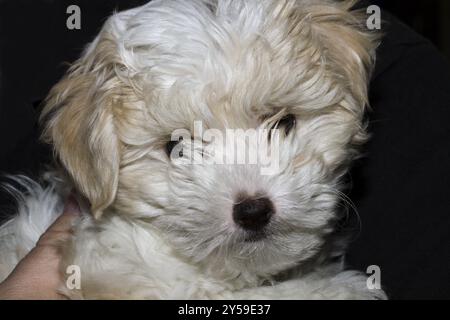 Chef eines 10 Wochen alten Mini Bichon Havanesen Stockfoto