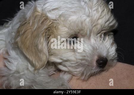 10 Wochen altes Mini Bichon Havanese, Blick von der Seite Stockfoto