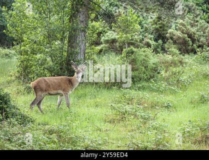 Rotwild, Woodland, Glenveagh-Nationalpark, Donegal, Irland, Europa Stockfoto