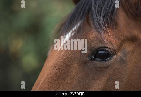 Nahaufnahme des Auges eines dunkelbraunen Pferdes mit einem weißen Fleck auf der Stirn, ein Bild mit selektivem Fokus Stockfoto