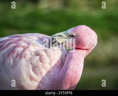 Anden Flamingo (Captive) Slimbridge, WWT Stockfoto