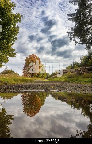 Reflexion des Herbstlaubahorn in der Pfütze Stockfoto