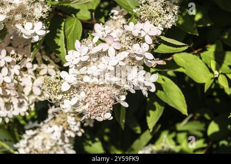 Hortensia Paniculata Kyushu blüht in voller Blüte Stockfoto