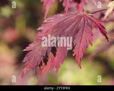 Acer Japonicum 'Aconitifolium' Stockfoto