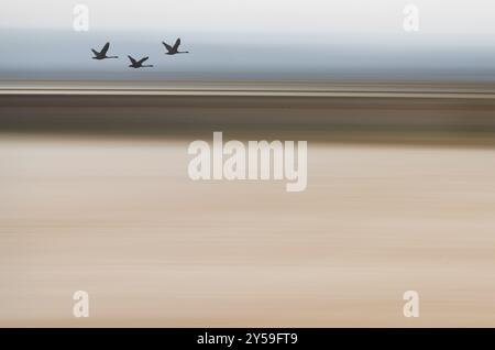 Silhouette Schwäne fliegen, ICM-Hintergrund, zusammengesetztes Bild Stockfoto