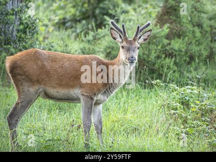 Rotwild, Woodland, Glenveagh-Nationalpark, Donegal, Irland, Europa Stockfoto