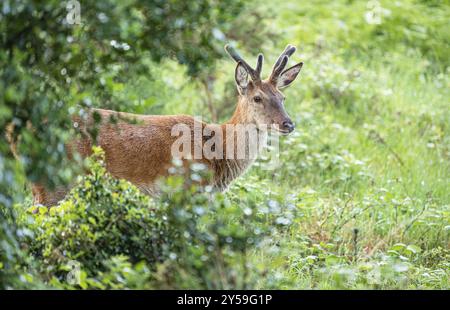 Rotwild, Woodland, Glenveagh-Nationalpark, Donegal, Irland, Europa Stockfoto