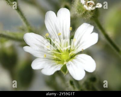 Cerastium alpinum ssp. Lanatum Stockfoto