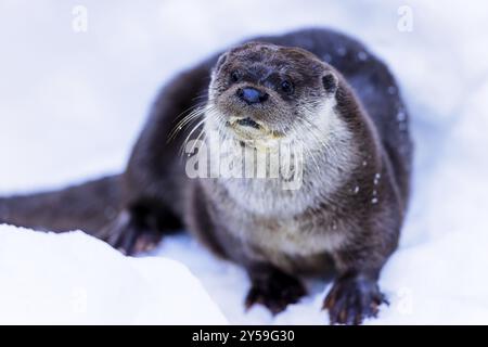 Otter (Lutra lutra) im Schnee im Tiergehege im Nationalpark Bayerischer Wald in Bayern, Deutschland, Europa Stockfoto