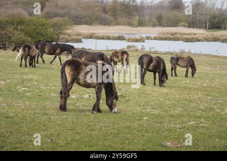 Wilde Exmoor Ponys auf einer Wiese in Langeland, Dänemark, Europa Stockfoto