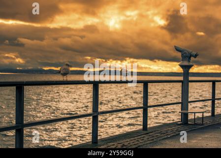 Blick mit zwei Möwen auf einem Metallgeländer und dem Touristen-Fernglas auf der Promenade vom Bodensee, in Friedrichshafen Stadt, Deutschland, Europa Stockfoto