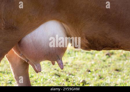 Nahaufnahme mit einem großen Euter, voll Milch, von einer roten Kuh einer deutschen Rasse, dem Limpurger, im Freien, auf einer Weide, an einem sonnigen Sommertag Stockfoto