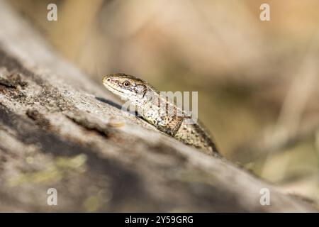 Vorderkörper einer Bergeidechse in Seitensicht auf einen liegenden Baumstamm Stockfoto