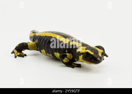 Ein Wuppertaler Feuersalamader in der Seitenansicht Stockfoto