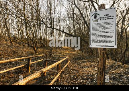 Frühblüher Winterakonite und Frühlingsschneeflocken Zehling Naturpark Ballenstedt Stockfoto