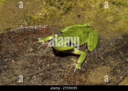 Sardischer Baumfrosch sitzt auf einem Blatt in einem Bachbett Stockfoto