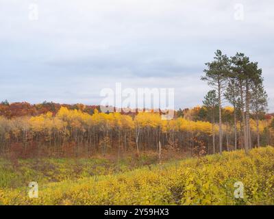 Herbstszene mit sanften Hügeln mit Birkenbäumen im Herbstlaub. Fotografiert am St. Croix National Scenic Riverway in Wisconsin. Stockfoto