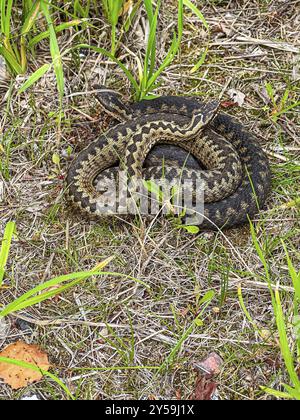 Zwei Adders (Vipera berus), die im Gras im Moor von Lille Vildmose in Dänemark liegen Stockfoto