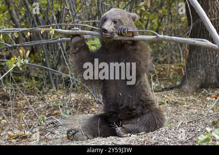 Nach EU-Recht werden rumänische Tanzzirkusbären etc. Nun in einem artgerechten Gehege gehalten, hier spielt ein junger Bär Stockfoto