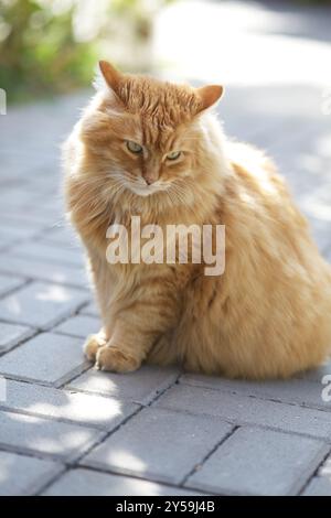 Ein Porträt einer Ingwerkatze, die an einem sonnigen Tag auf Fliesen sitzt und in die Ferne blickt. Nahaufnahme. Stockfoto