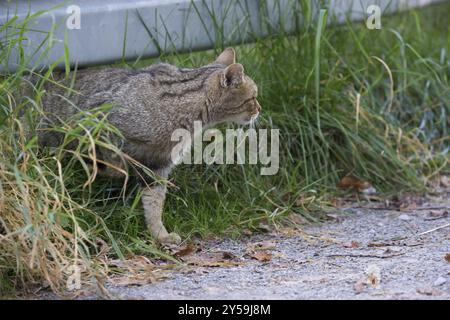 Wildcat überquert eine Absturzsperre Stockfoto