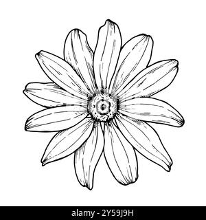 Blumen-Grafik-Illustration handgezeichnet, um Muster, Logo, Poster, Druck auf Becher, Verpackung, Einladungen, Karte, T-Shirt, Tattoo, Taschen. Rudbeckia Stockfoto