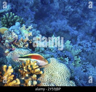 Freckled Hawkfish, Rotes Meer, Ägypten, Afrika Stockfoto