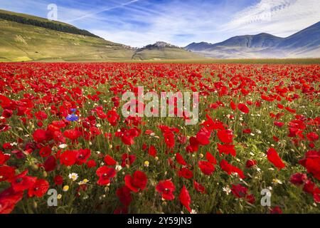 Fioritura im Piano Grande mit Mohnblumen, Umbrien, Italien, Europa Stockfoto