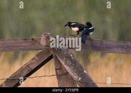 Zwei Elpen, die einen Kampf mit einer erwachsenen kleinen Eule suchen Stockfoto