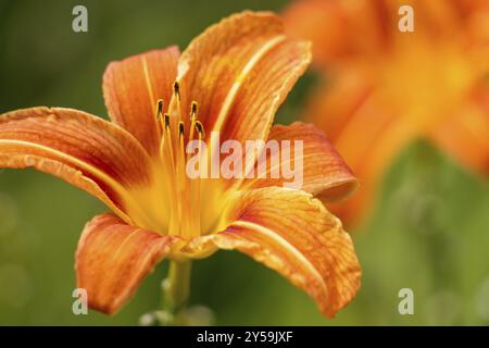 Hemerocallis cultorum brennendes Tageslicht Stockfoto