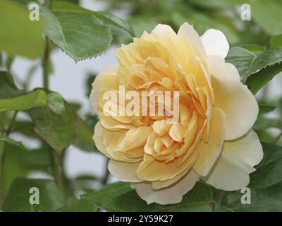 Englische Rose Jayne Austin Stockfoto